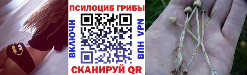 Галлюциногенные грибы Psilocybine cubensis Междуреченск
