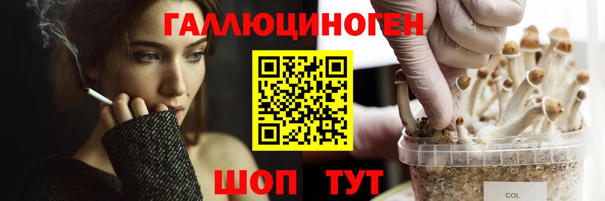 Псилоцибиновые грибы Cubensis Междуреченск